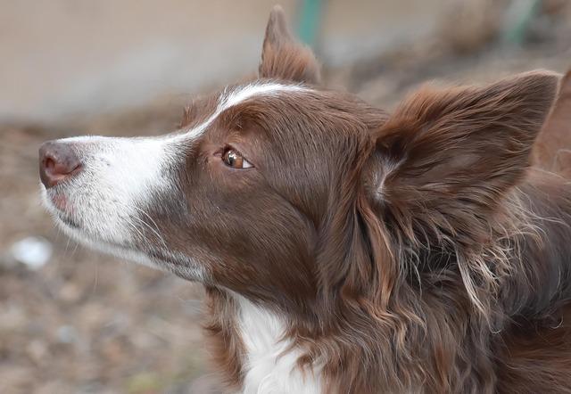 Important Update: New Dog Entry Requirements at the U.S.-Mexico Border Every Pet Owner Should Know