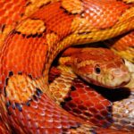 Operation Snake Eyes: 51 Notorious Gang Members Busted in Phoenix