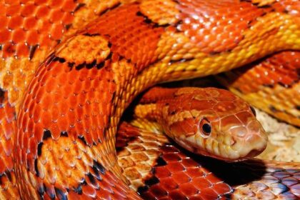 Operation Snake Eyes: 51 Notorious Gang Members Busted in Phoenix