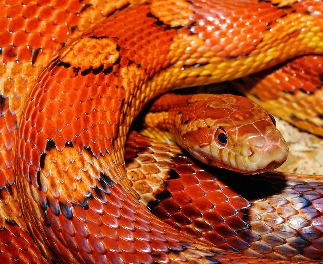 Operation Snake Eyes: 51 Notorious Gang Members Busted in Phoenix Operation Snake Eyes: 51 Notorious Gang Members Busted in Phoenix