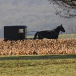 Philadelphia City Council Votes to End Carriage Horse Businesses
